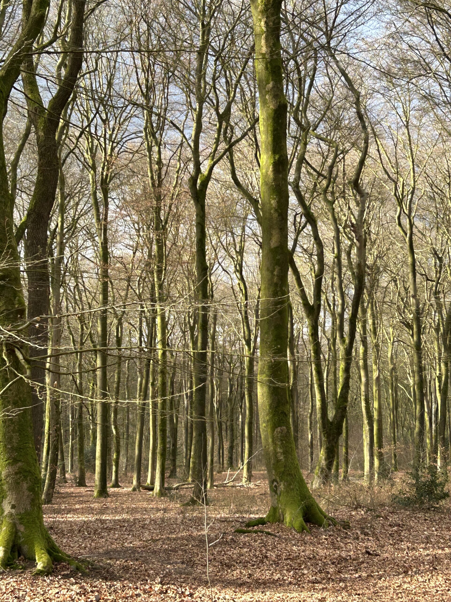 Famillieopstellingen