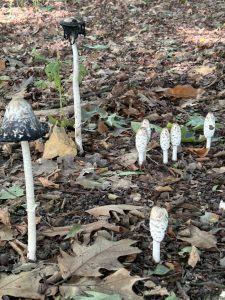 Familieopstellingen Welke plek neem jij in?