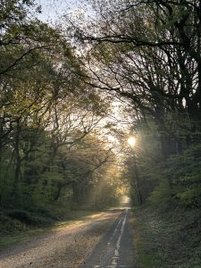 Zon tussen de bomen in het bos