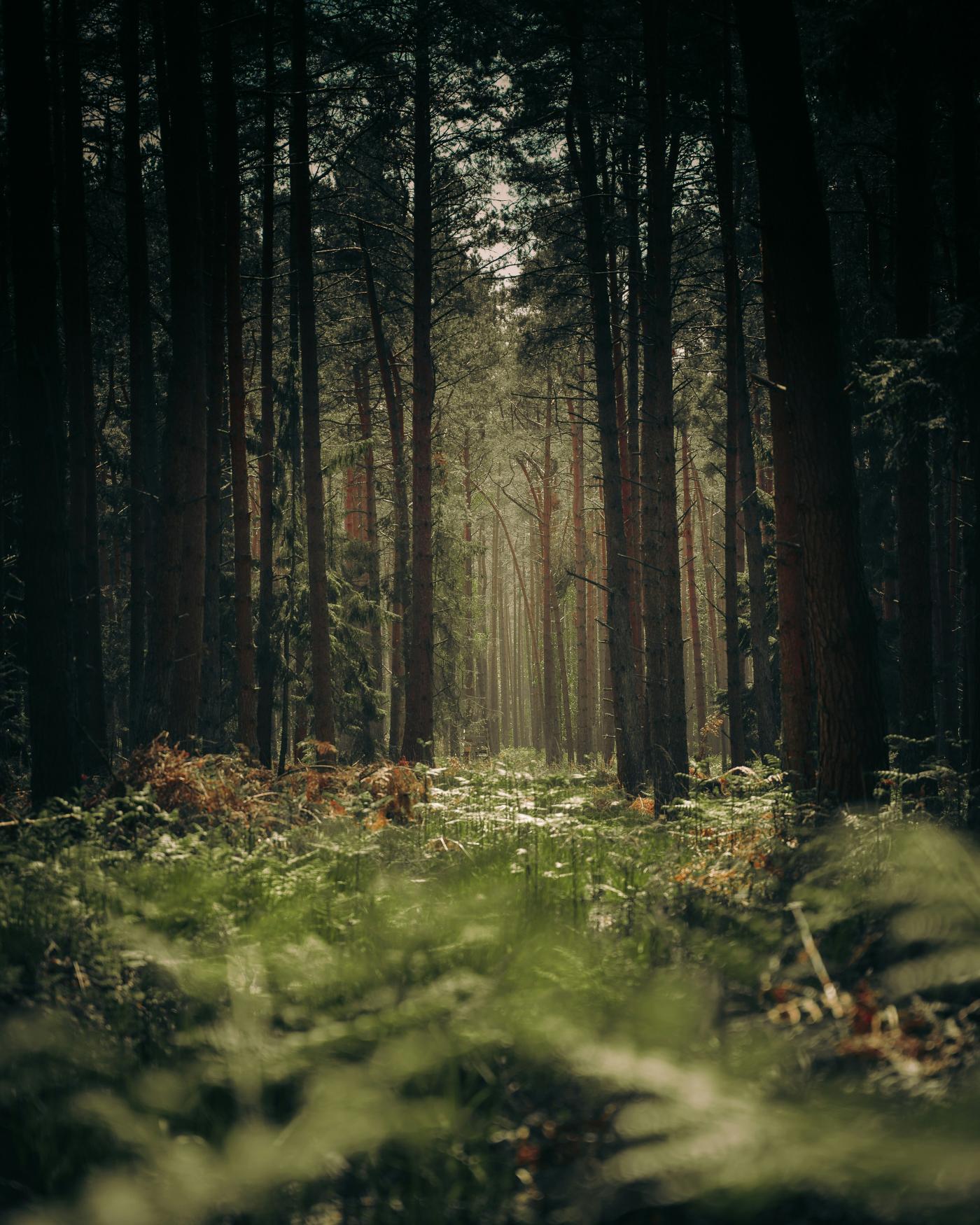 Donker bos met lichtstraal